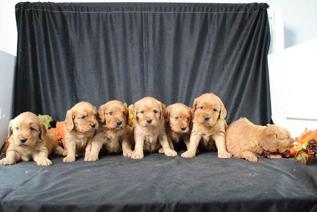 puppy, for, sale, Miniature Golden Retriever, Ivan J. Stoltzfus, dog, breeder, Dornsife, PA, dog-breeder, puppy-for-sale, forsale, nearby, find, puppyfind, locator, puppylocator, aca