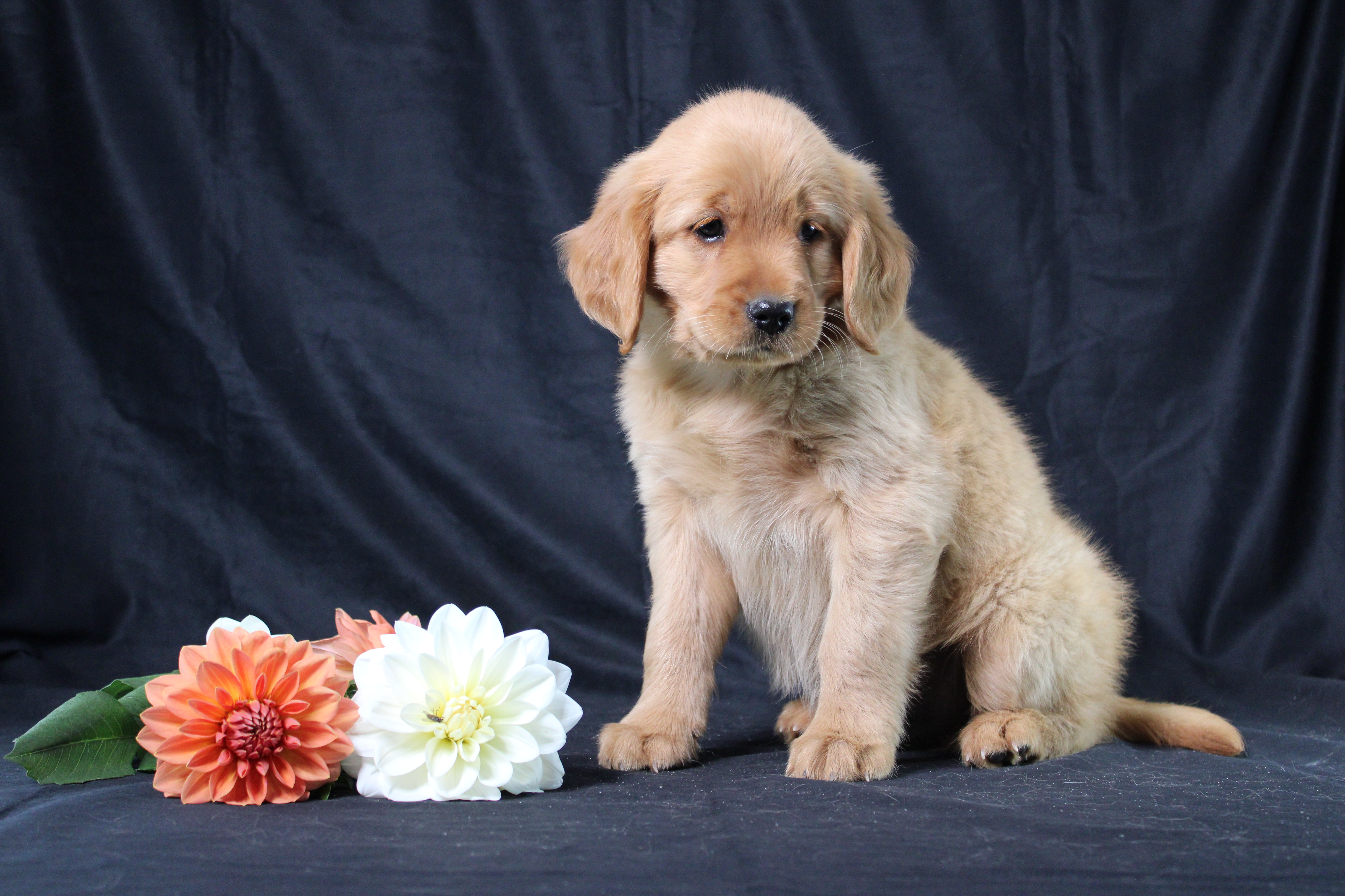 puppy, for, sale, Miniature Golden Retriever, Ivan J. Stoltzfus, dog, breeder, Dornsife, PA, dog-breeder, puppy-for-sale, forsale, nearby, find, puppyfind, locator, puppylocator, aca