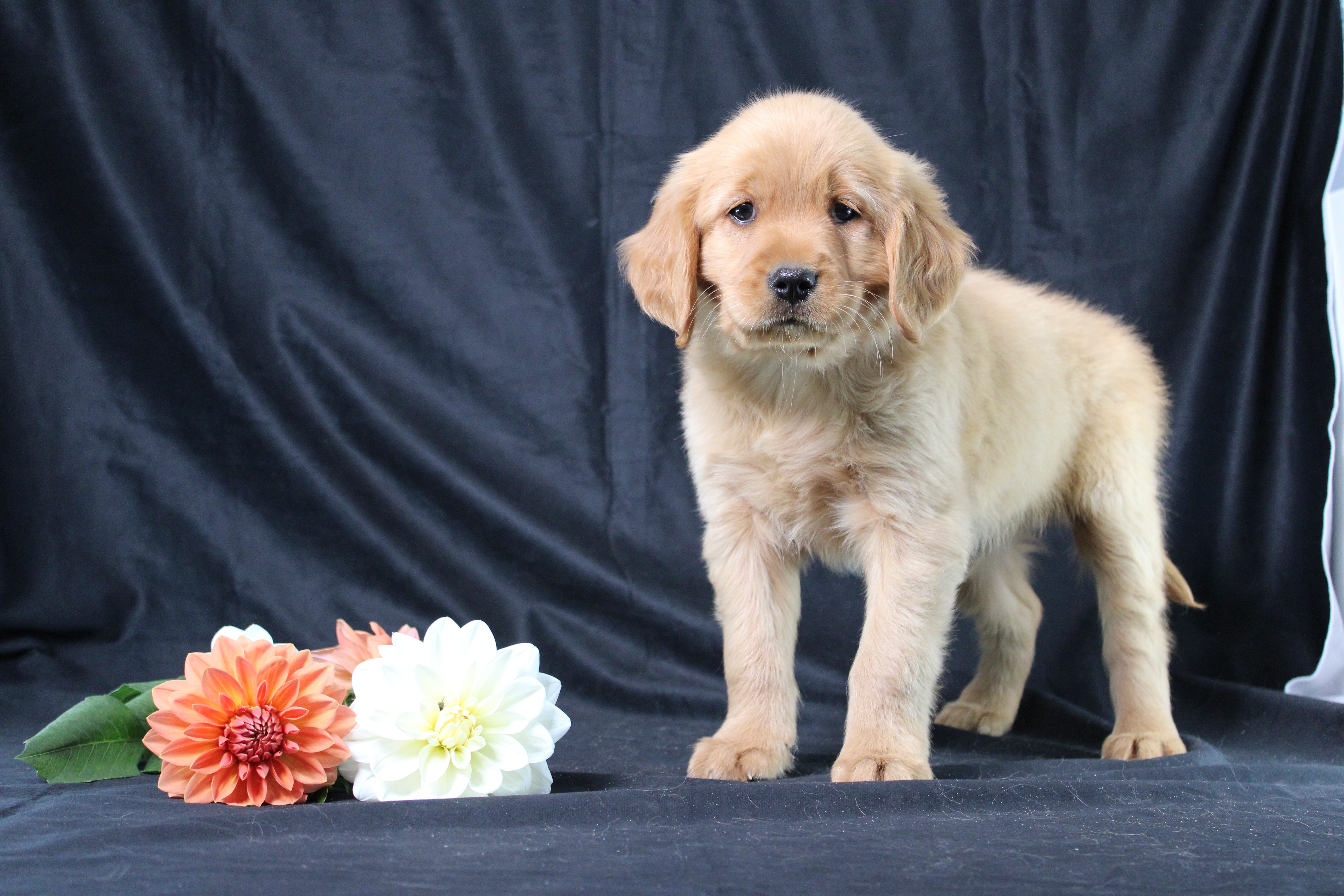 puppy, for, sale, Miniature Golden Retriever, Ivan J. Stoltzfus, dog, breeder, Dornsife, PA, dog-breeder, puppy-for-sale, forsale, nearby, find, puppyfind, locator, puppylocator, aca