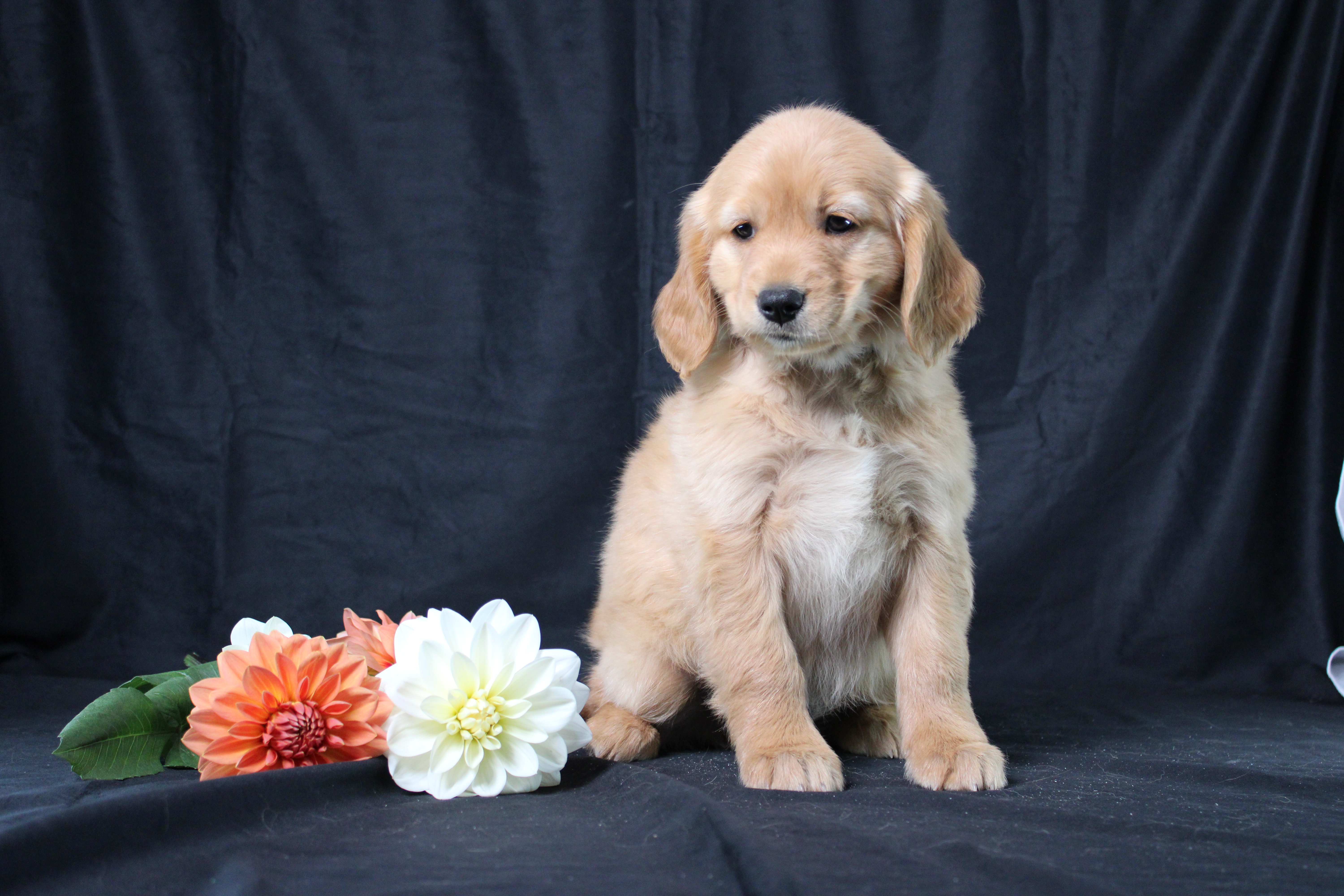 puppy, for, sale, Miniature Golden Retriever, Ivan J. Stoltzfus, dog, breeder, Dornsife, PA, dog-breeder, puppy-for-sale, forsale, nearby, find, puppyfind, locator, puppylocator, aca