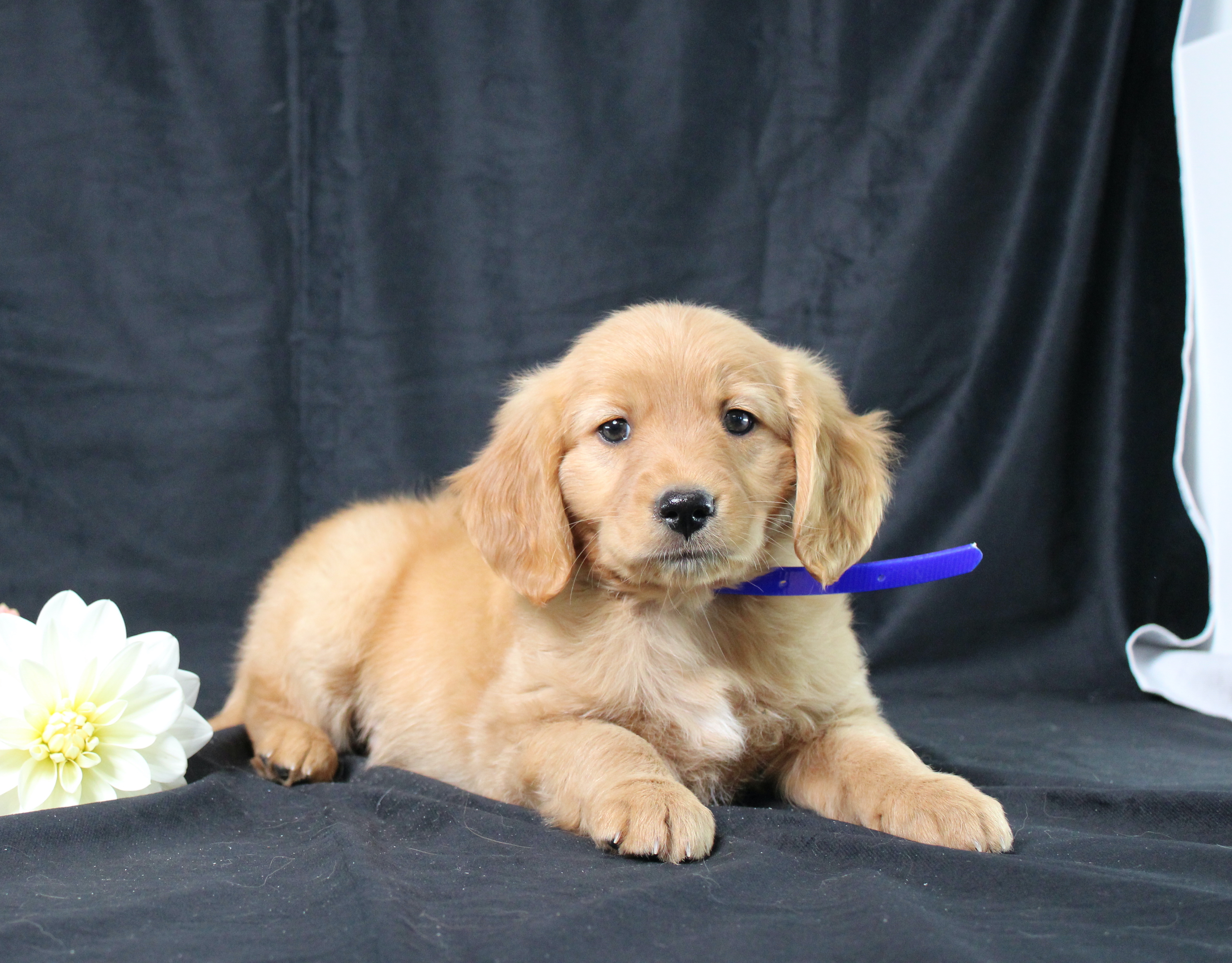 puppy, for, sale, Miniature Golden Retriever, Ivan J. Stoltzfus, dog, breeder, Dornsife, PA, dog-breeder, puppy-for-sale, forsale, nearby, find, puppyfind, locator, puppylocator, aca