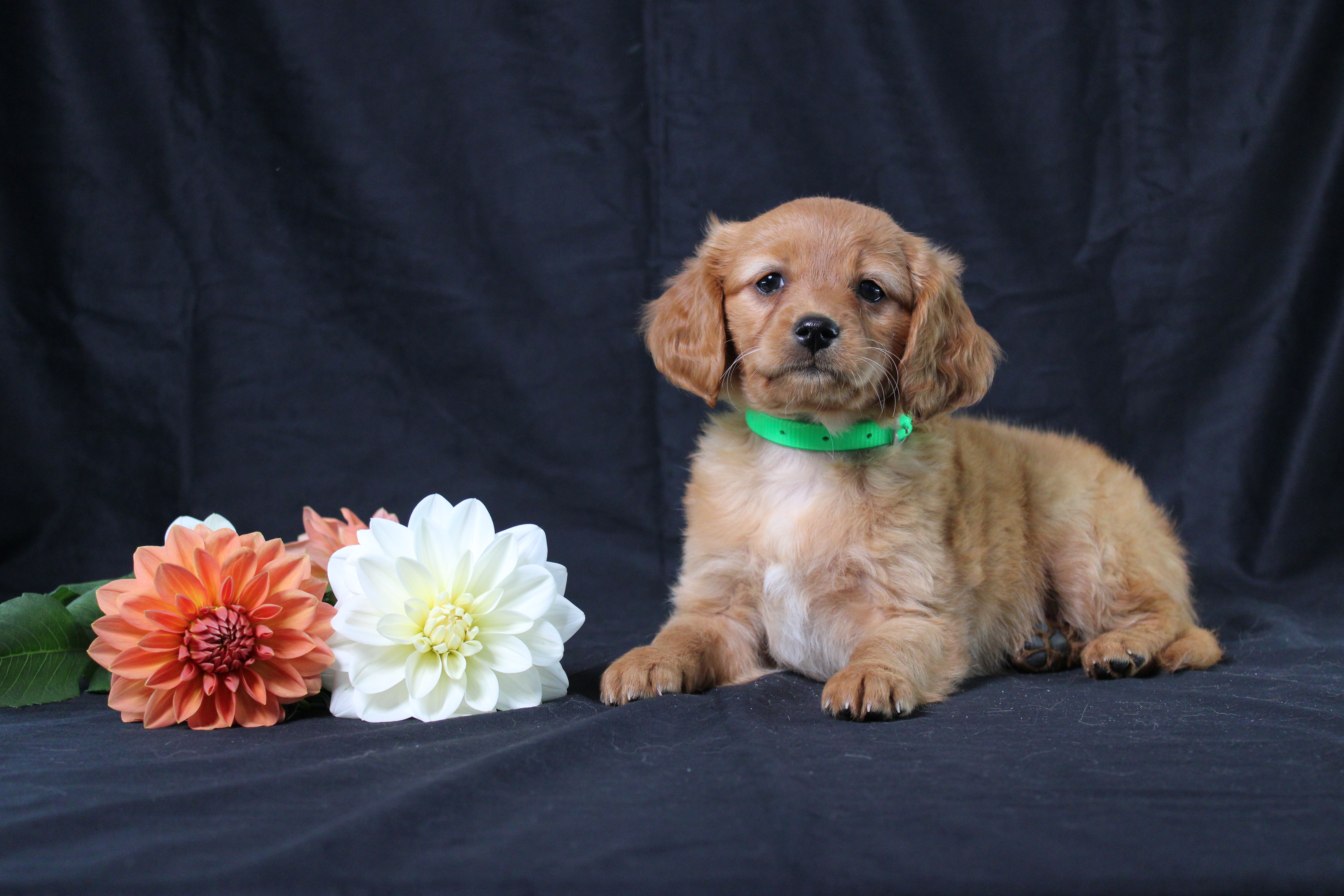 puppy, for, sale, Miniature Golden Retriever, Ivan J. Stoltzfus, dog, breeder, Dornsife, PA, dog-breeder, puppy-for-sale, forsale, nearby, find, puppyfind, locator, puppylocator, aca