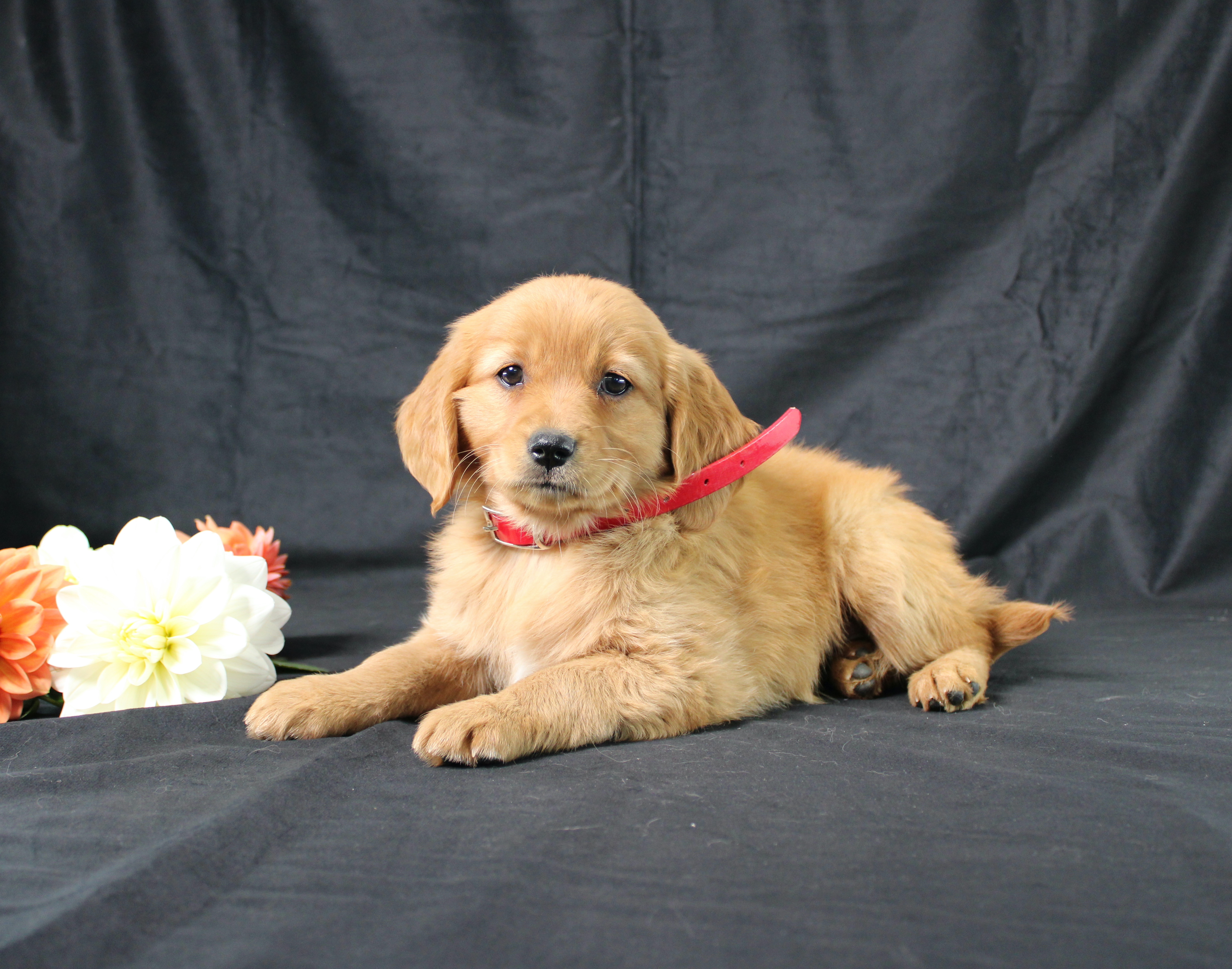 puppy, for, sale, Miniature Golden Retriever, Ivan J. Stoltzfus, dog, breeder, Dornsife, PA, dog-breeder, puppy-for-sale, forsale, nearby, find, puppyfind, locator, puppylocator, aca