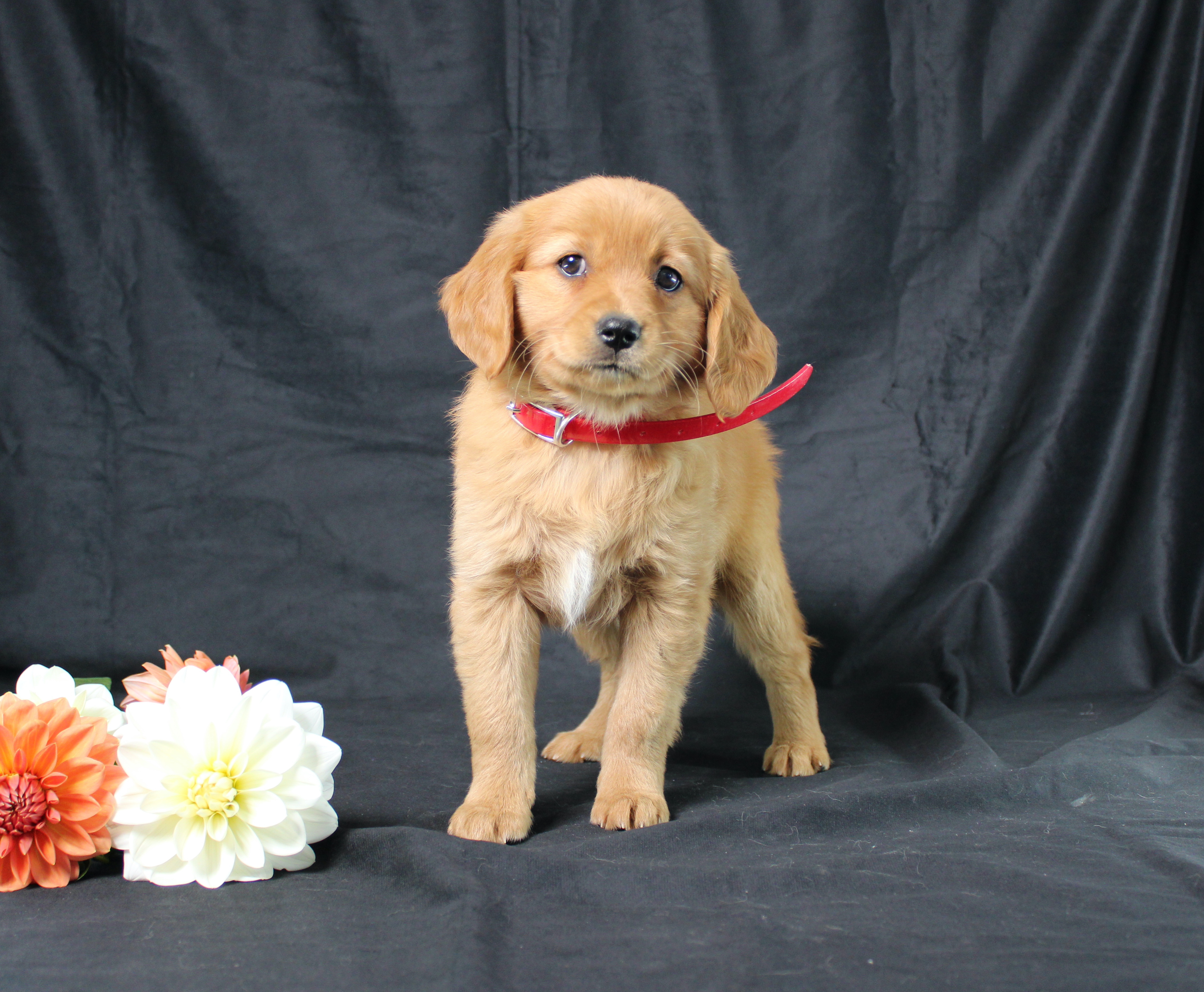 puppy, for, sale, Miniature Golden Retriever, Ivan J. Stoltzfus, dog, breeder, Dornsife, PA, dog-breeder, puppy-for-sale, forsale, nearby, find, puppyfind, locator, puppylocator, aca