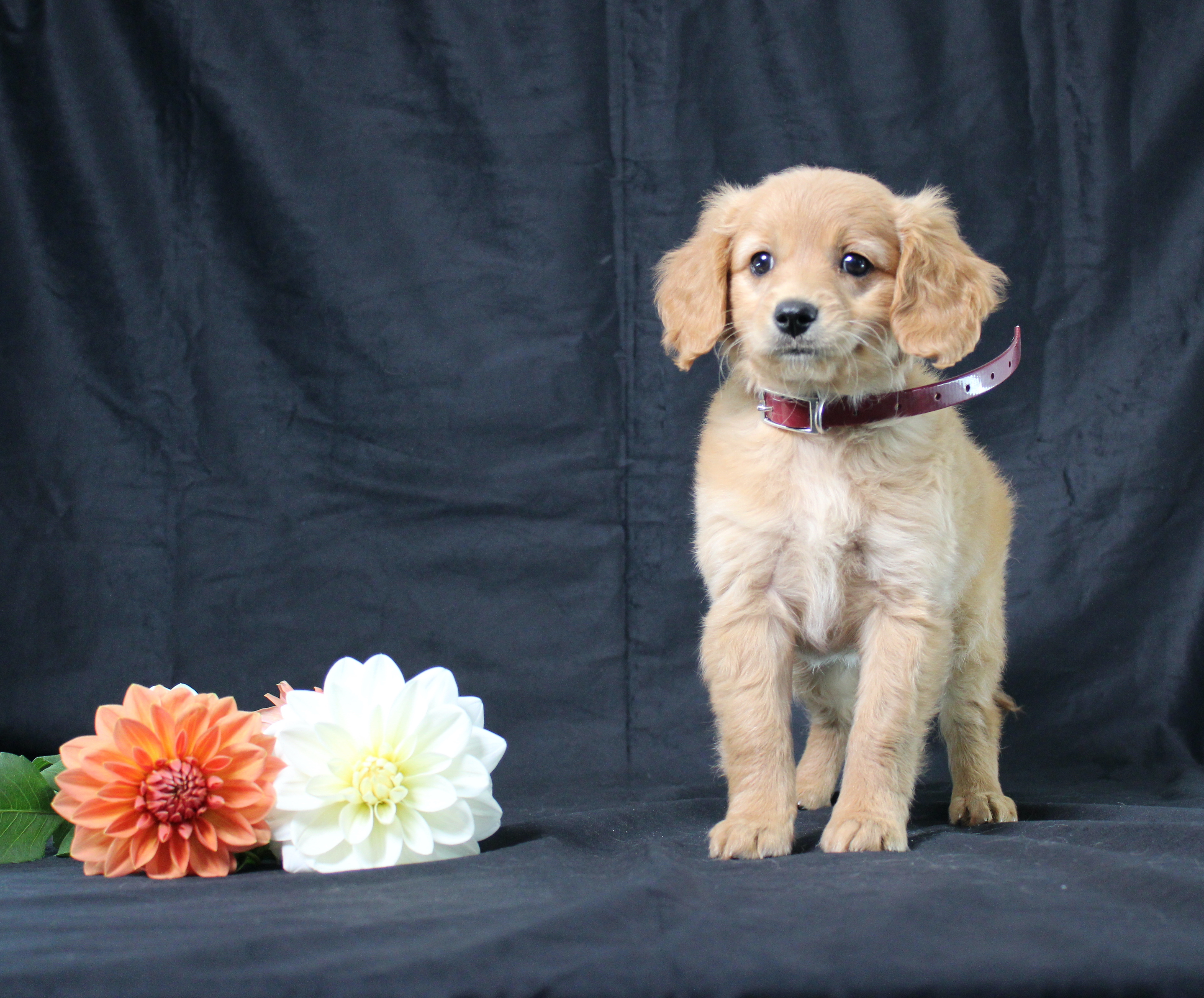 puppy, for, sale, Miniature Golden Retriever, Ivan J. Stoltzfus, dog, breeder, Dornsife, PA, dog-breeder, puppy-for-sale, forsale, nearby, find, puppyfind, locator, puppylocator, aca