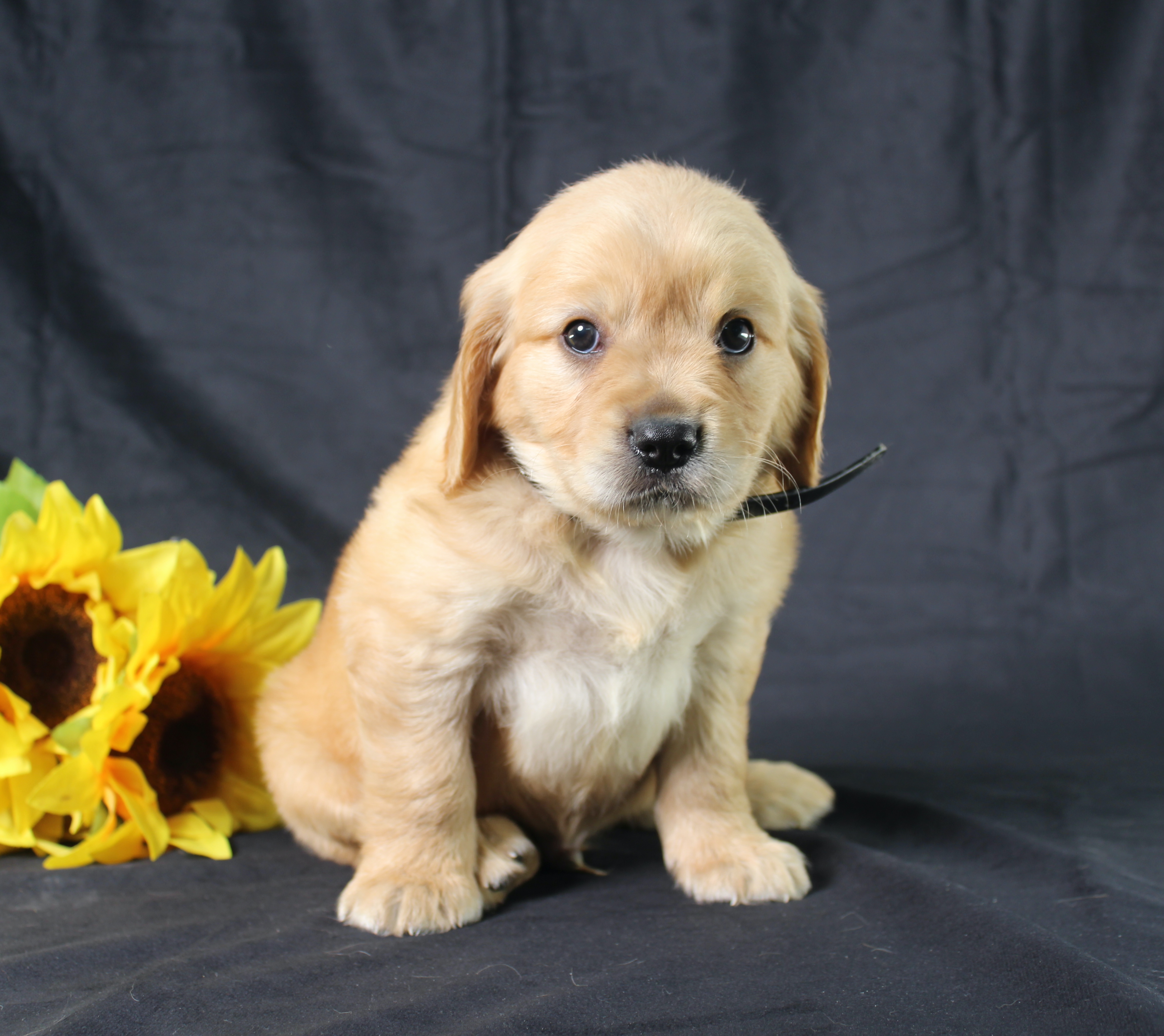 puppy, for, sale, Mini Golden Retriever, Ivan J. Stoltzfus, dog, breeder, Dornsife, PA, dog-breeder, puppy-for-sale, forsale, nearby, find, puppyfind, locator, puppylocator, aca