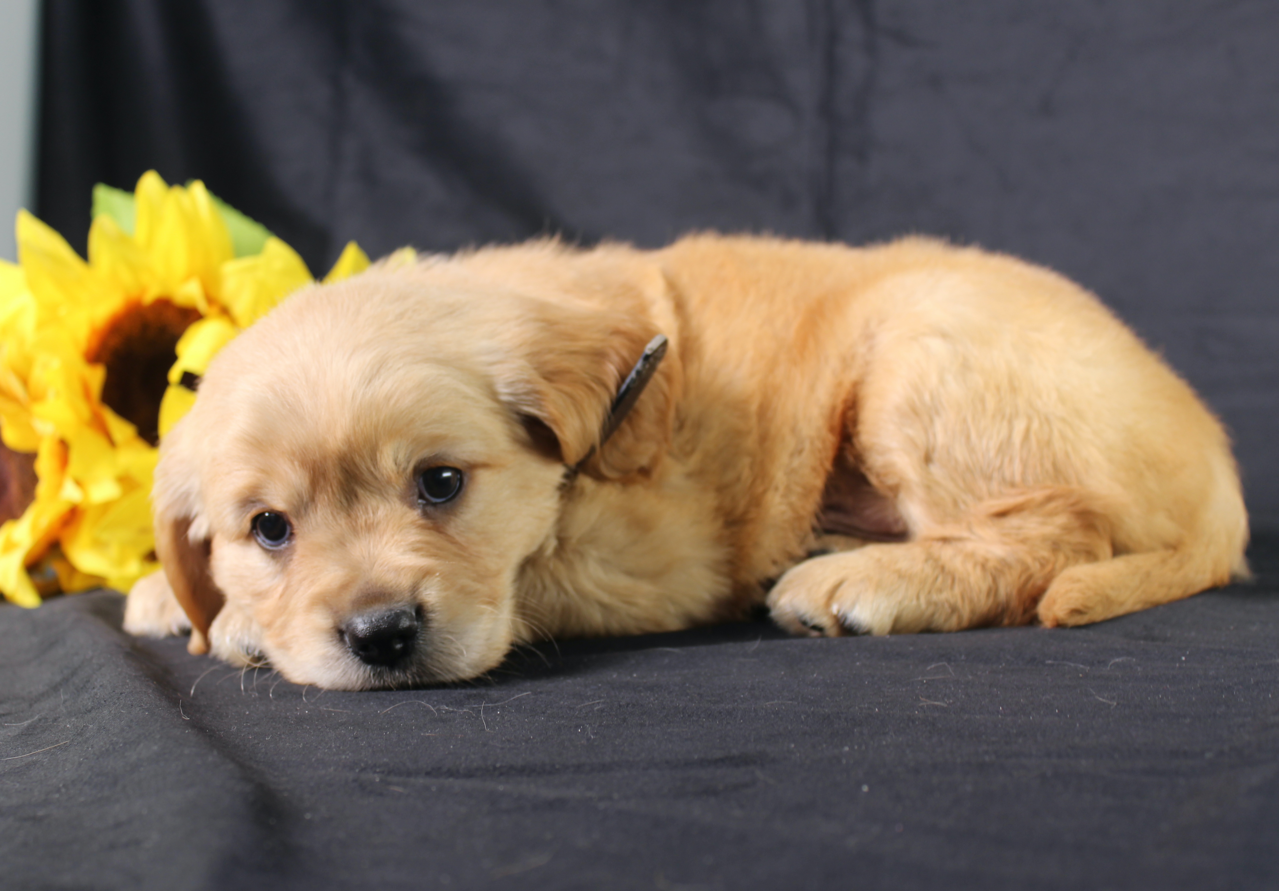 puppy, for, sale, Mini Golden Retriever, Ivan J. Stoltzfus, dog, breeder, Dornsife, PA, dog-breeder, puppy-for-sale, forsale, nearby, find, puppyfind, locator, puppylocator, aca