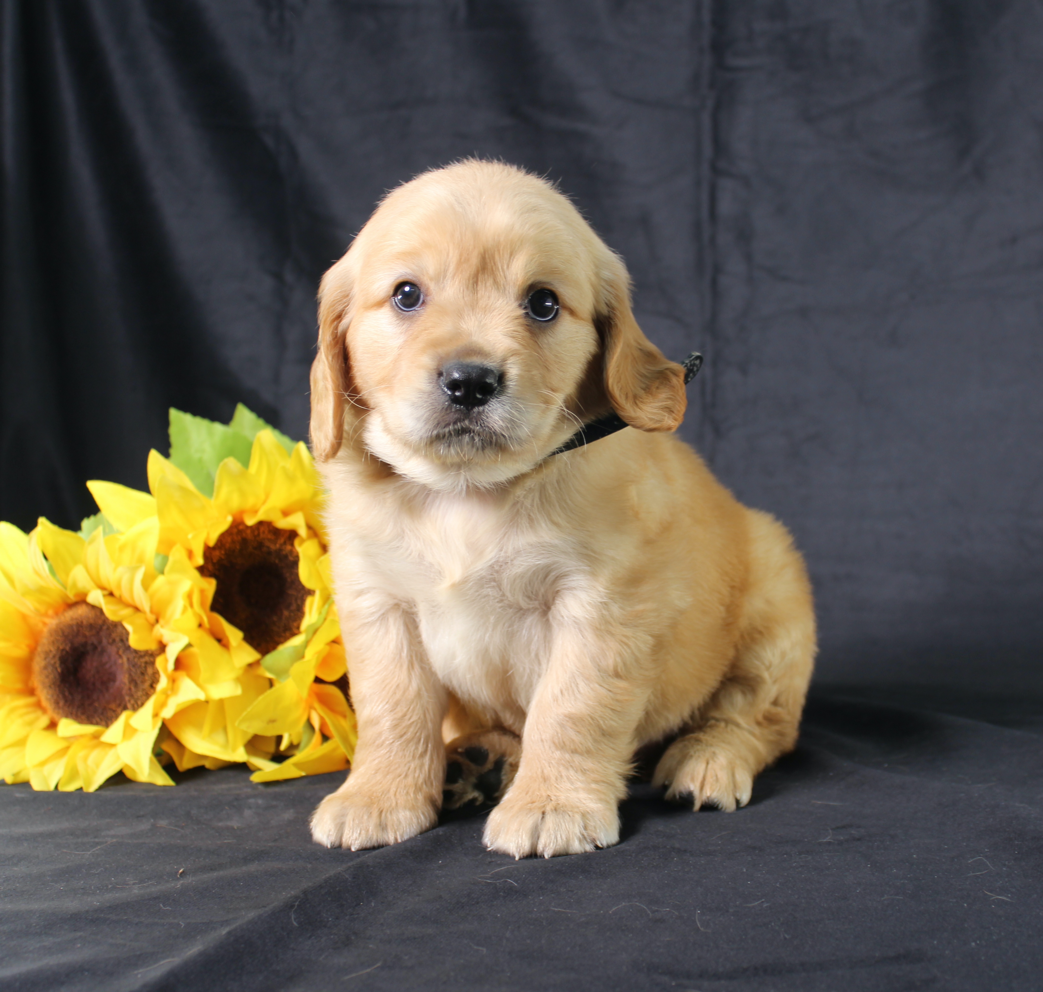 puppy, for, sale, Mini Golden Retriever, Ivan J. Stoltzfus, dog, breeder, Dornsife, PA, dog-breeder, puppy-for-sale, forsale, nearby, find, puppyfind, locator, puppylocator, aca