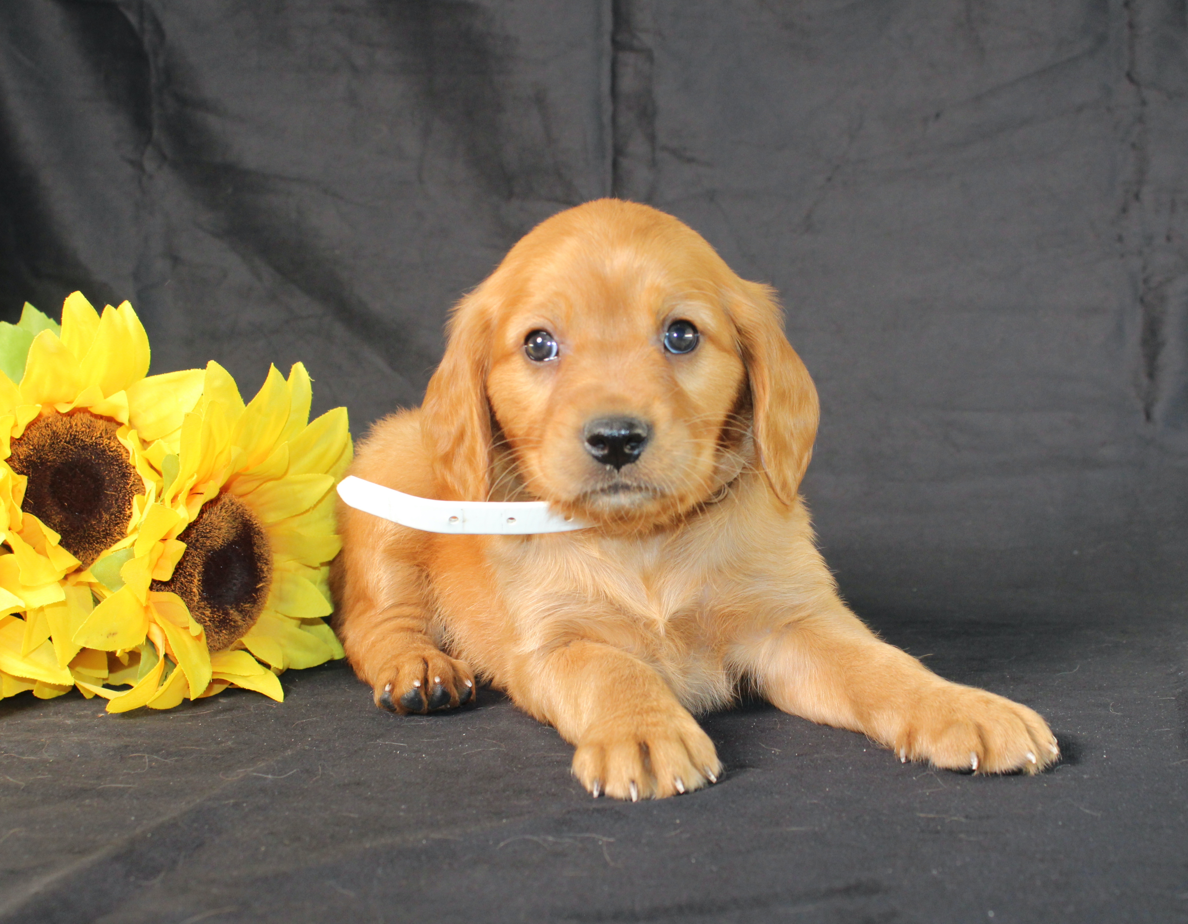 puppy, for, sale, Mini Golden Retriever, Ivan J. Stoltzfus, dog, breeder, Dornsife, PA, dog-breeder, puppy-for-sale, forsale, nearby, find, puppyfind, locator, puppylocator, aca