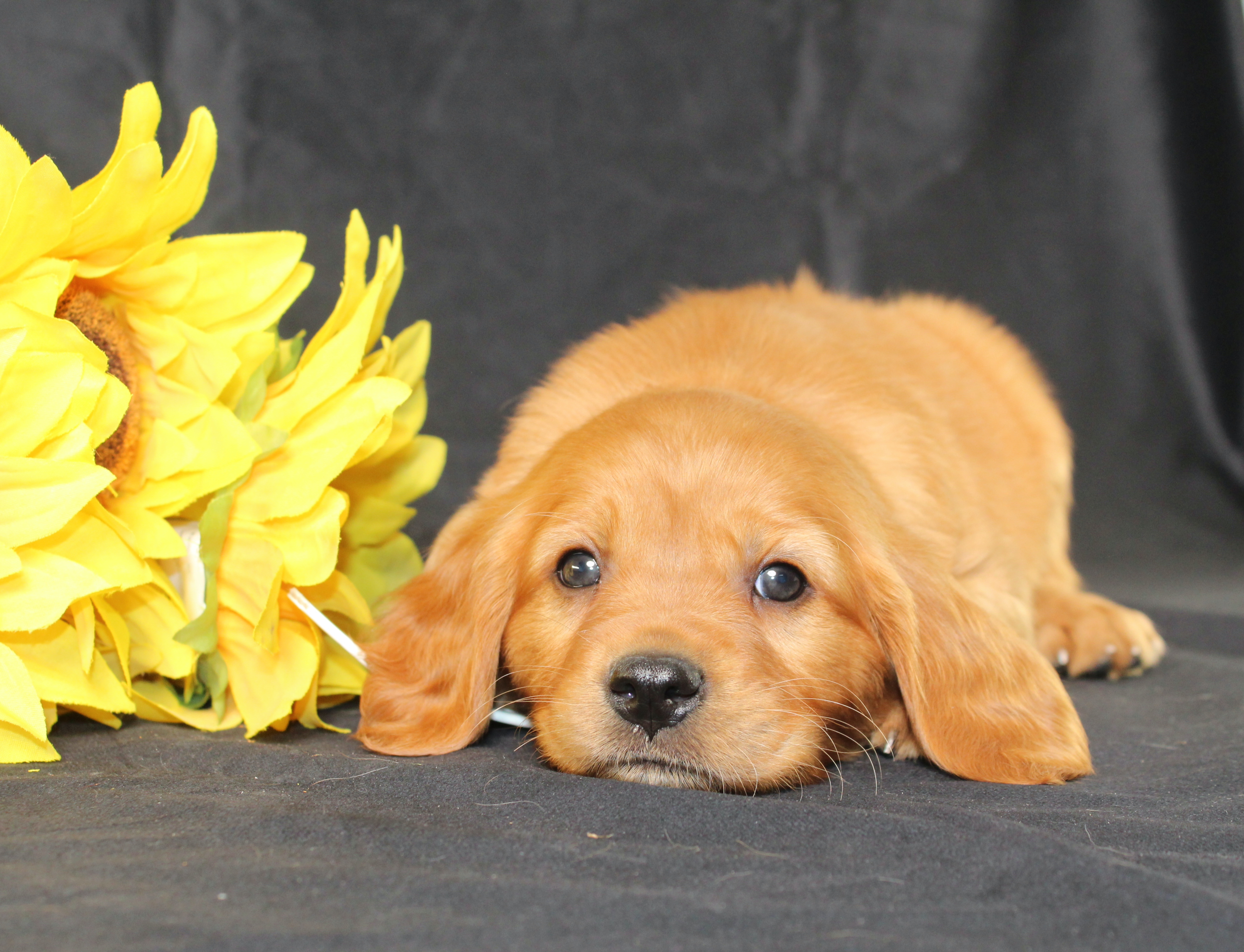 puppy, for, sale, Mini Golden Retriever, Ivan J. Stoltzfus, dog, breeder, Dornsife, PA, dog-breeder, puppy-for-sale, forsale, nearby, find, puppyfind, locator, puppylocator, aca