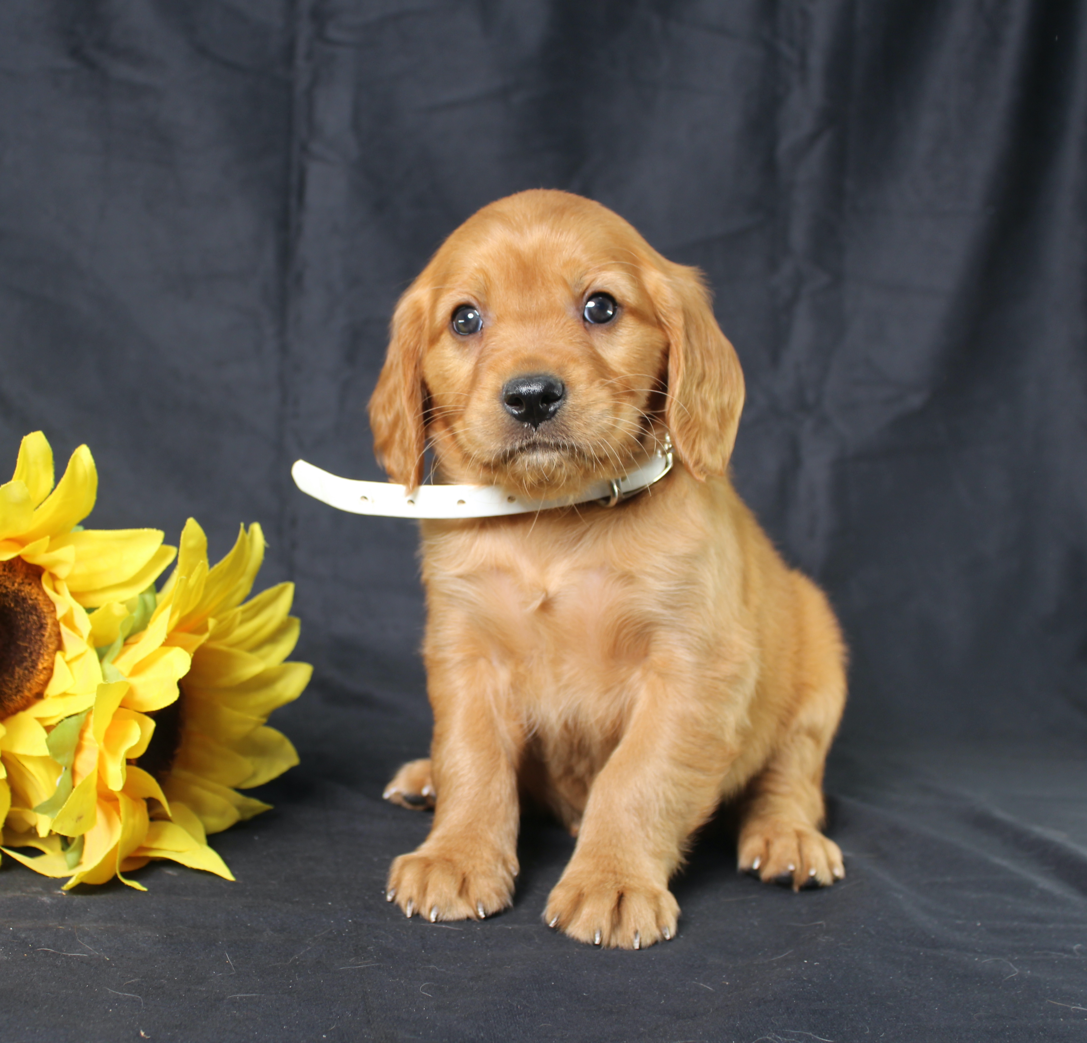 puppy, for, sale, Mini Golden Retriever, Ivan J. Stoltzfus, dog, breeder, Dornsife, PA, dog-breeder, puppy-for-sale, forsale, nearby, find, puppyfind, locator, puppylocator, aca