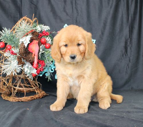 puppy, for, sale, Miniature Golden Retriever, Ivan J. Stoltzfus, dog, breeder, Dornsife, PA, dog-breeder, puppy-for-sale, forsale, nearby, find, puppyfind, locator, puppylocator, aca