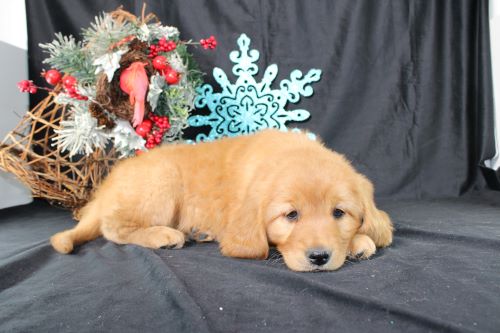 puppy, for, sale, Miniature Golden Retriever, Ivan J. Stoltzfus, dog, breeder, Dornsife, PA, dog-breeder, puppy-for-sale, forsale, nearby, find, puppyfind, locator, puppylocator, aca