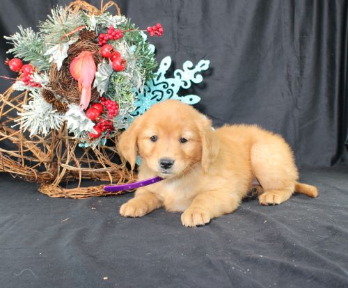 puppy, for, sale, Miniature Golden Retriever, Ivan J. Stoltzfus, dog, breeder, Dornsife, PA, dog-breeder, puppy-for-sale, forsale, nearby, find, puppyfind, locator, puppylocator, aca