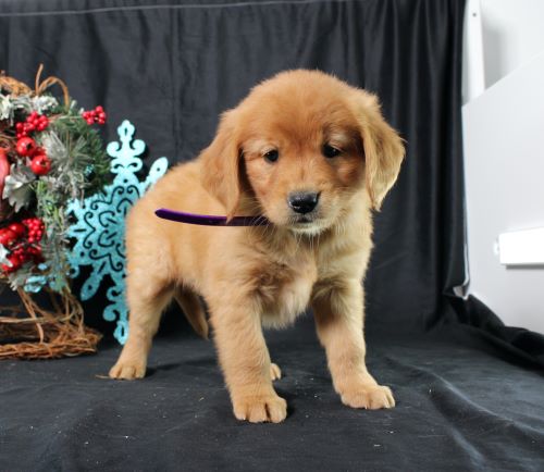 puppy, for, sale, Miniature Golden Retriever, Ivan J. Stoltzfus, dog, breeder, Dornsife, PA, dog-breeder, puppy-for-sale, forsale, nearby, find, puppyfind, locator, puppylocator, aca