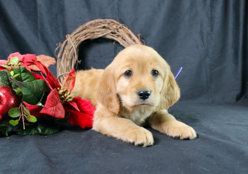 puppy, for, sale, Miniature Golden Retriever, Ivan J. Stoltzfus, dog, breeder, Dornsife, PA, dog-breeder, puppy-for-sale, forsale, nearby, find, puppyfind, locator, puppylocator, aca