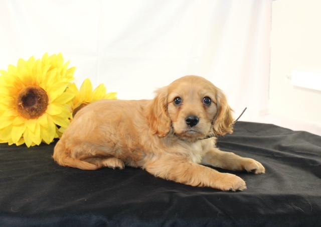 puppy, for, sale, Miniature Golden Retriever, Ivan J. Stoltzfus, dog, breeder, Dornsife, PA, dog-breeder, puppy-for-sale, forsale, nearby, find, puppyfind, locator, puppylocator, aca