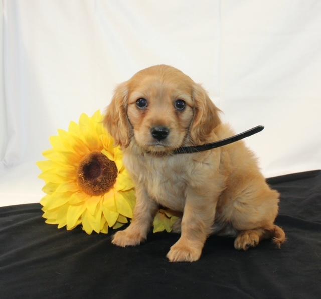 puppy, for, sale, Miniature Golden Retriever, Ivan J. Stoltzfus, dog, breeder, Dornsife, PA, dog-breeder, puppy-for-sale, forsale, nearby, find, puppyfind, locator, puppylocator, aca